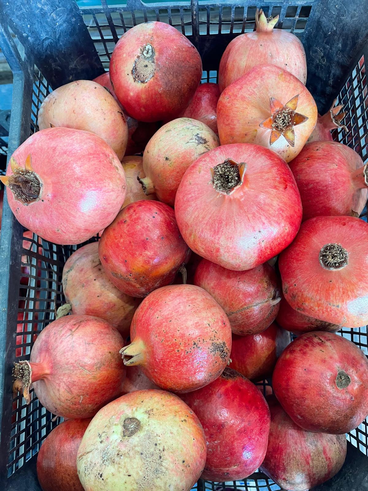 Zahidenin Tropikal Bahçesi 